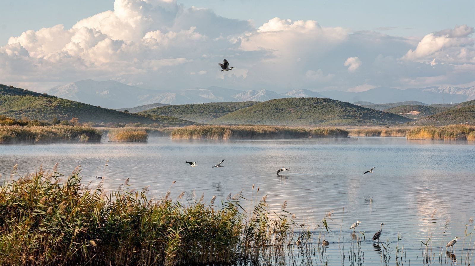 Vransko Lake: Croatia's Largest Lake, and Its Quietest Birdwatching