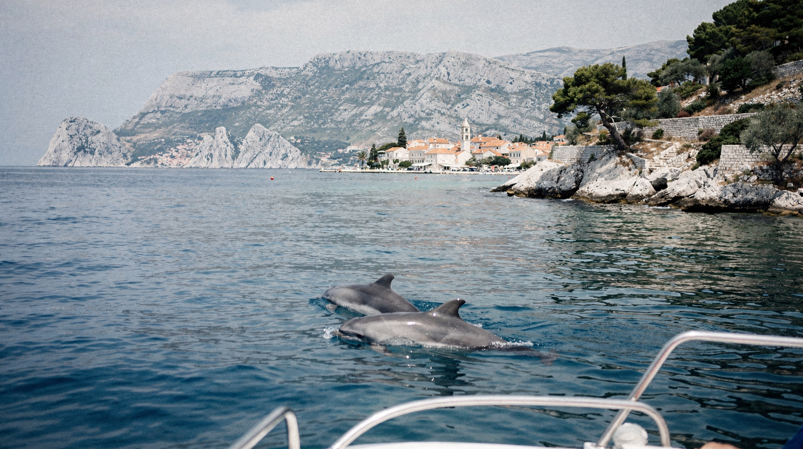 Dolphin Watching Tours