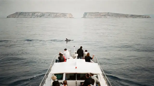 Dolphin Watching Boat Tour in the Zadar Archipelago