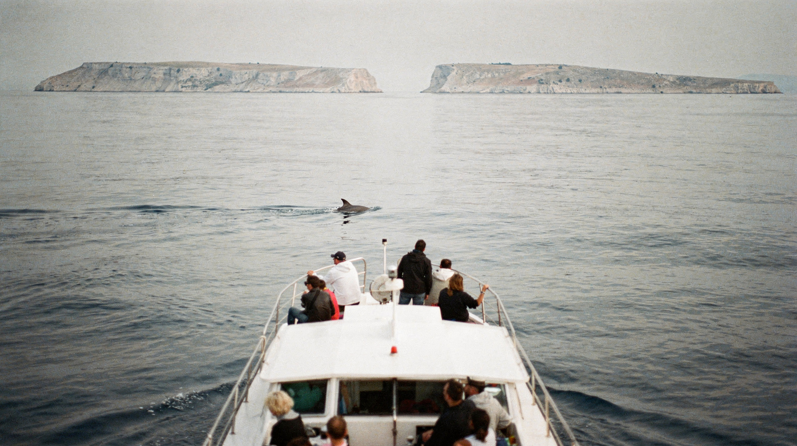 Dolphin Watching Boat Tour in the Zadar Archipelago